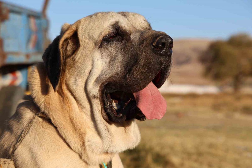 Aksaray Malaklısı dünyaya açıldı