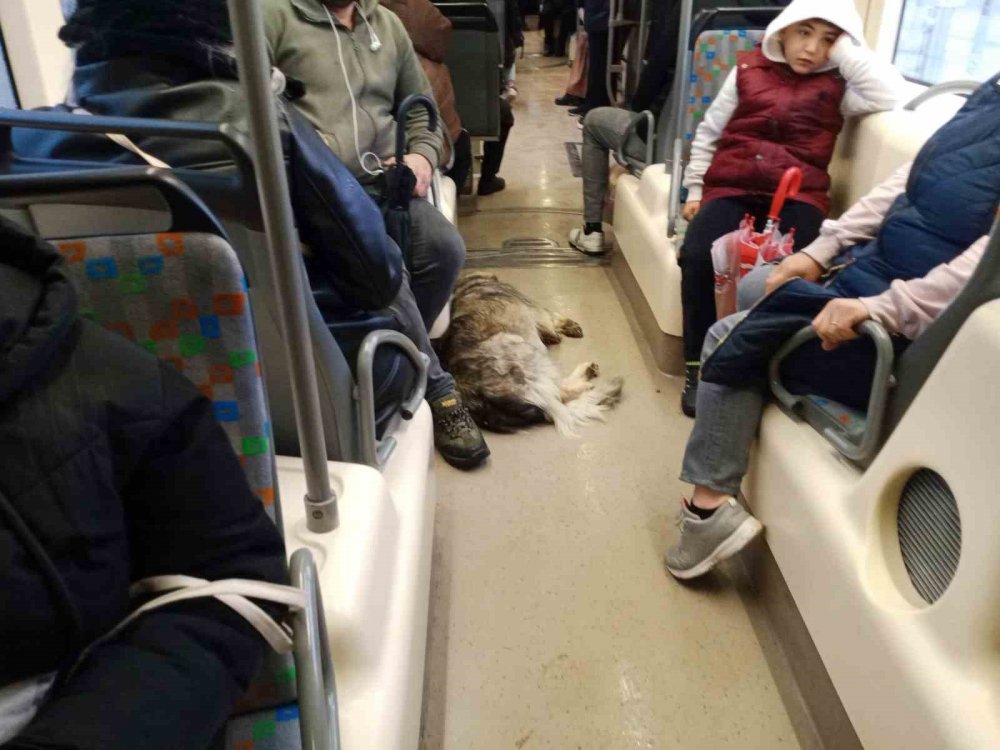 Üşüyüp tramvaya binen köpek yürekleri ısıttı