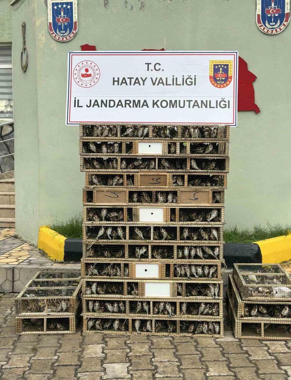Jandarma bile şaşkına döndü: 4 bin saka kuşu ele geçirildi