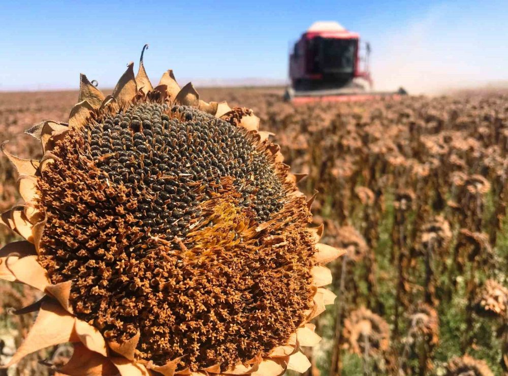 Konya 13 tarım ürününde üretimde Türkiye’de ilk sırada
