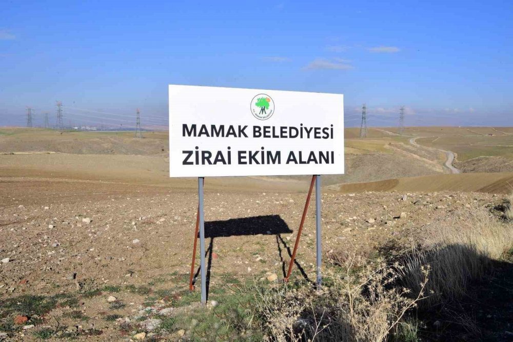 Ankara kırsalından sertifikalı tohum üretimi