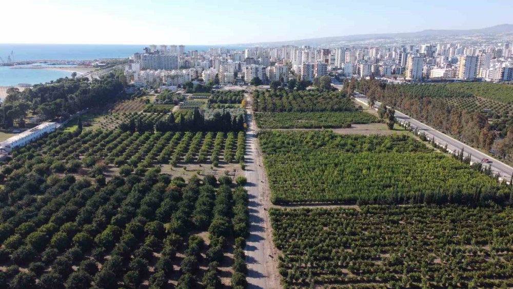 Doğu Akdeniz'de hasat başladı: Tüm üretimin yüzde 50'sini karşılıyor