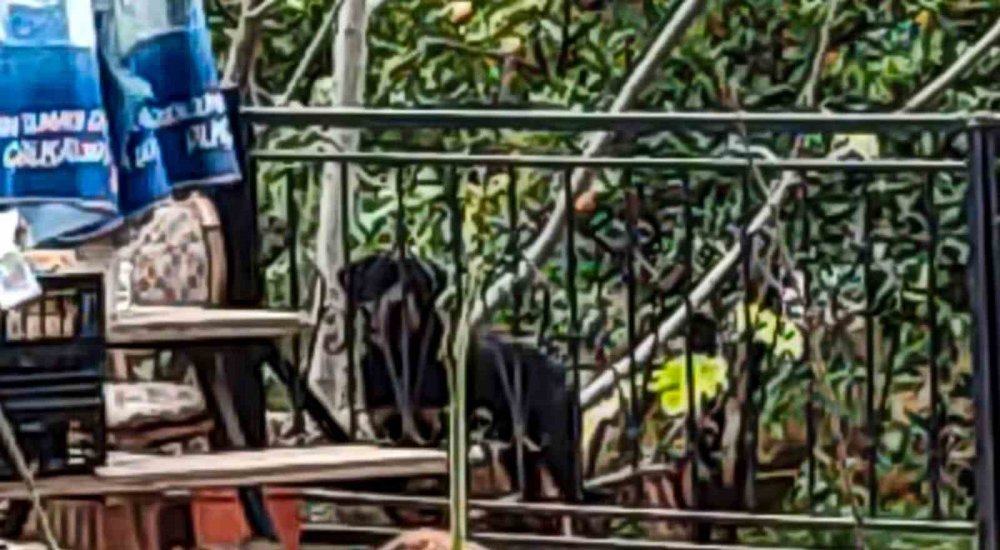 Antalya'da doberman dehşeti: Kadını elinden yakaladı