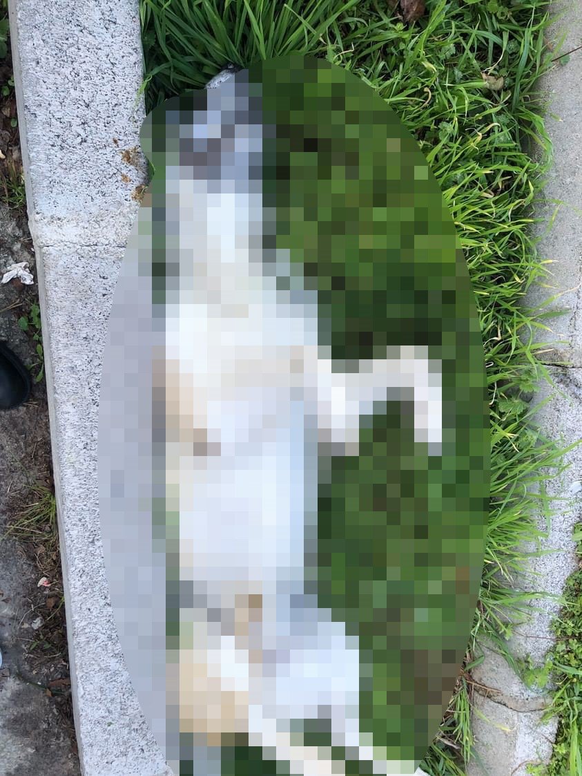 İzmir bu olayı konuşuyor! Köpekler tehlikede mi?