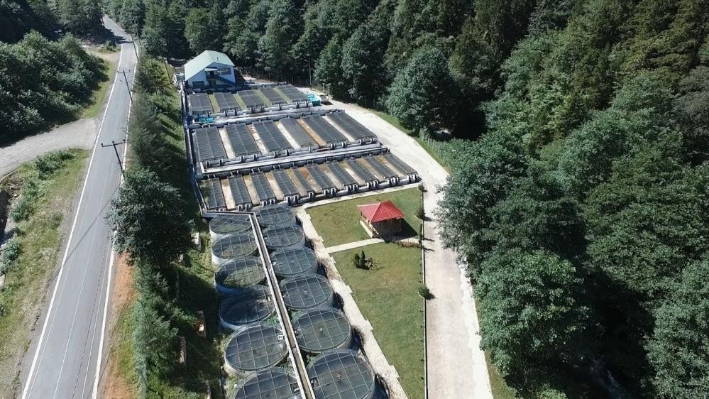 Milyonlarca alabalık orman içi sulara bırakılıyor