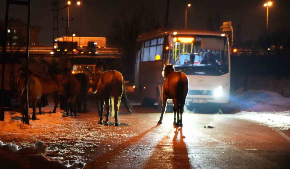 Aç kalan yılkı atları şehir merkezine indi, belediye harekete geçti