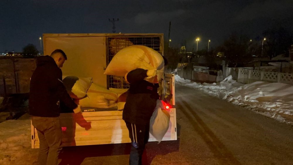 Aç kalan yılkı atları şehir merkezine indi, belediye harekete geçti