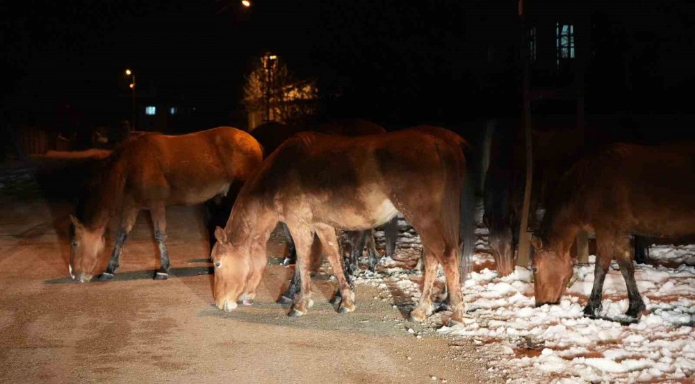 Aç kalan yılkı atları şehir merkezine indi, belediye harekete geçti