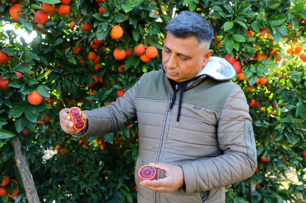 Türkiye'de rağbet görmeyen kan portakalı ihraç ediliyor