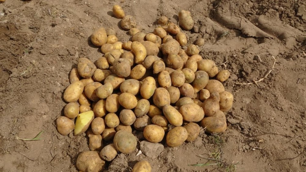 Verim almak isteyen çiftçilere sertifikalı tohum uyarısı