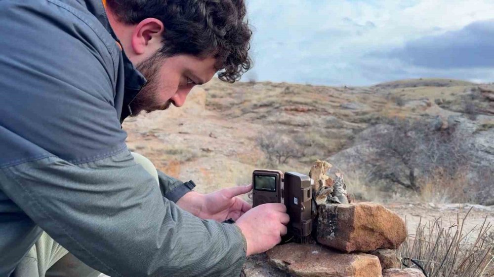 Sivaslı Yaban Hayatı Fotoğrafçısı, "Canavar" Olarak Bilinen Büyük Kurtu Görüntüledi