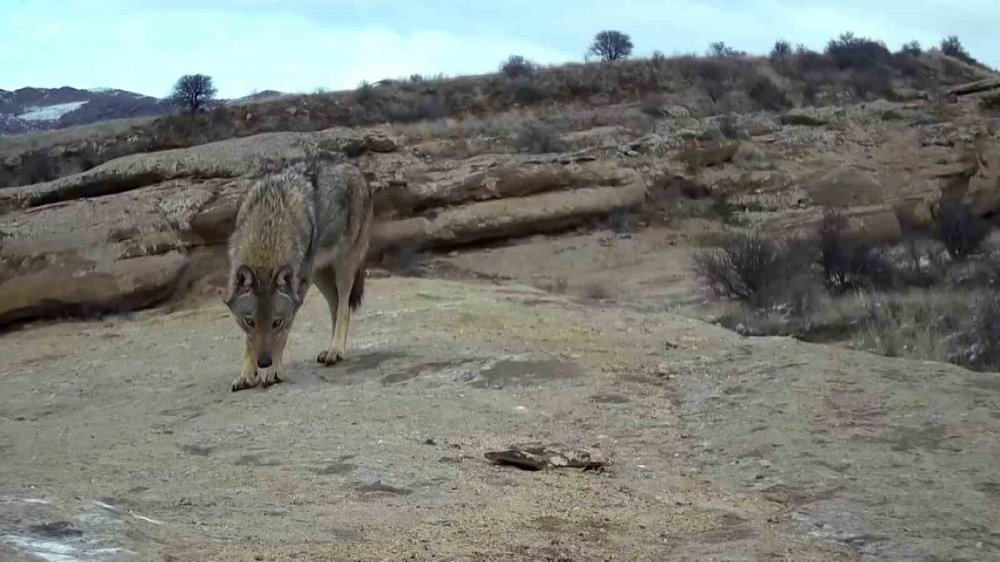Sivaslı Yaban Hayatı Fotoğrafçısı, "Canavar" Olarak Bilinen Büyük Kurtu Görüntüledi