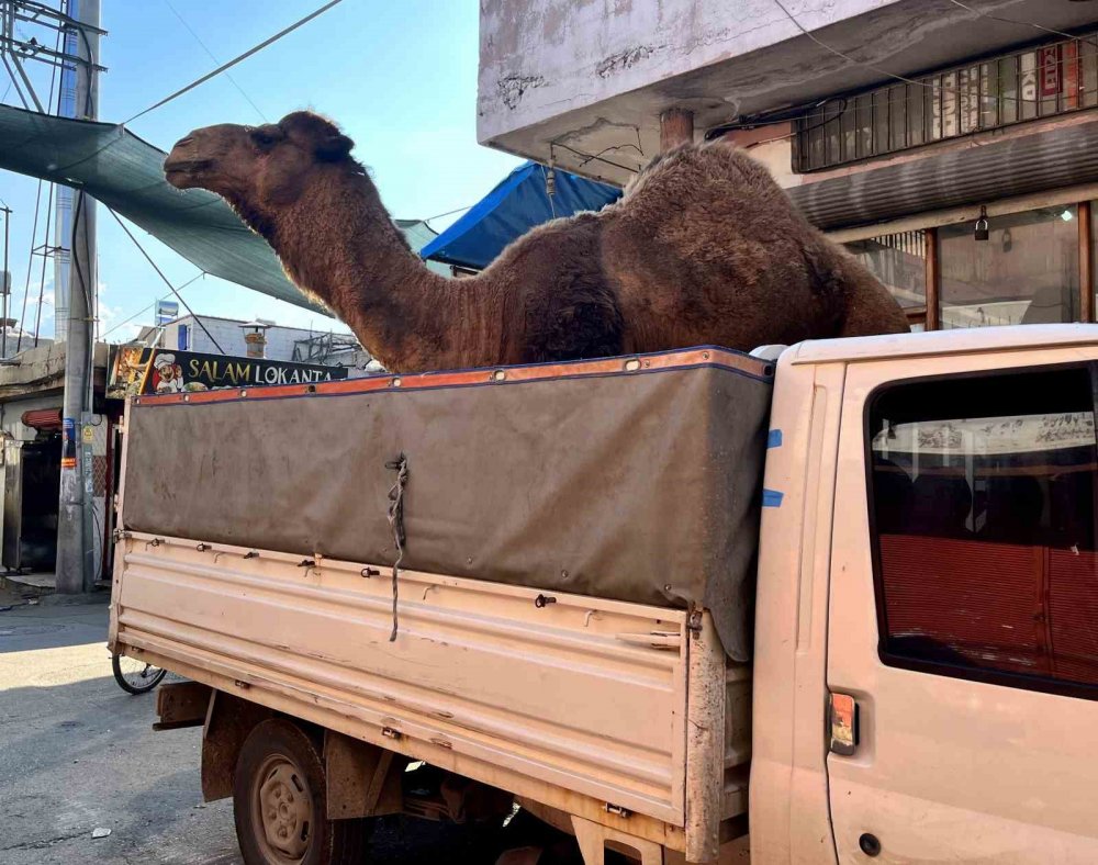 Kesilmek için getirilen deve kasabın elinden kurtarıldı