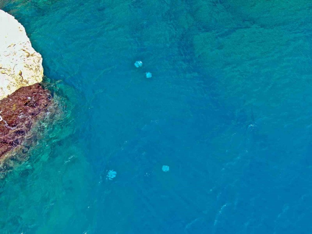 Dev denizanası sürüsü havadan böyle görüntülendi