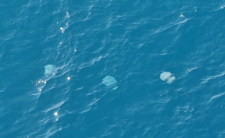 Dev denizanası sürüsü havadan böyle görüntülendi