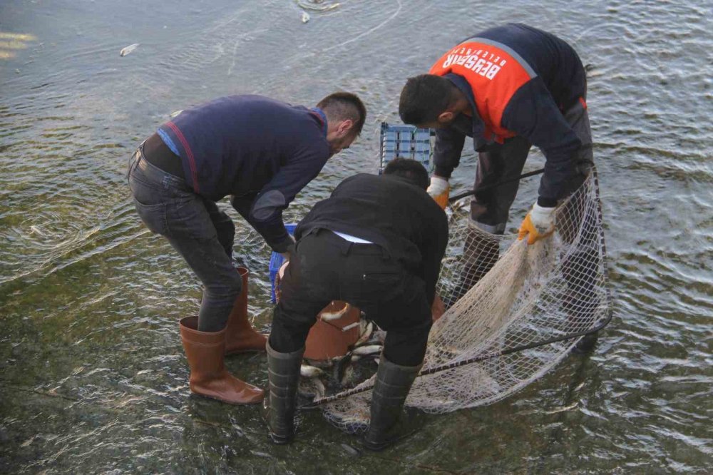 Beyşehir Gölü’nden kanala dökülen balıkları toplamak için birbirleriyle yarıştılar