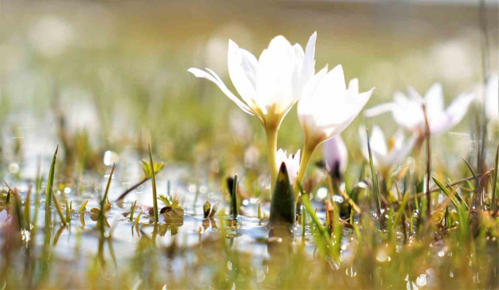Erzincan’ın kardelenleri Konya'dan 1 ay sonra çiçek açtı