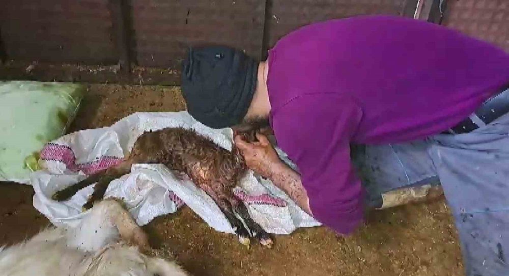 Kalbi duran oğlağa kalp masajı