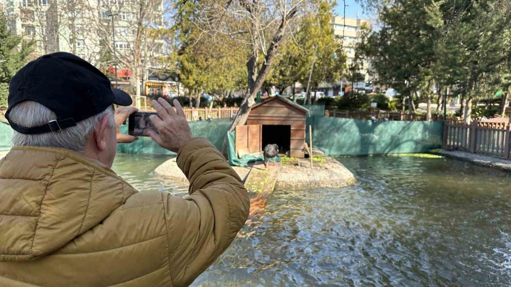Yavru siyah kuğular ilgi odağı oldu