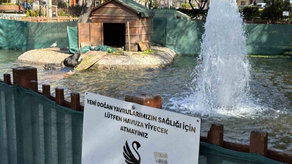 Yavru siyah kuğular ilgi odağı oldu