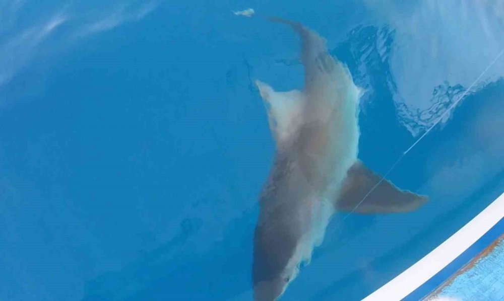 Kuzu balığı diye çekerken köpek balığı ile göz göze geldi