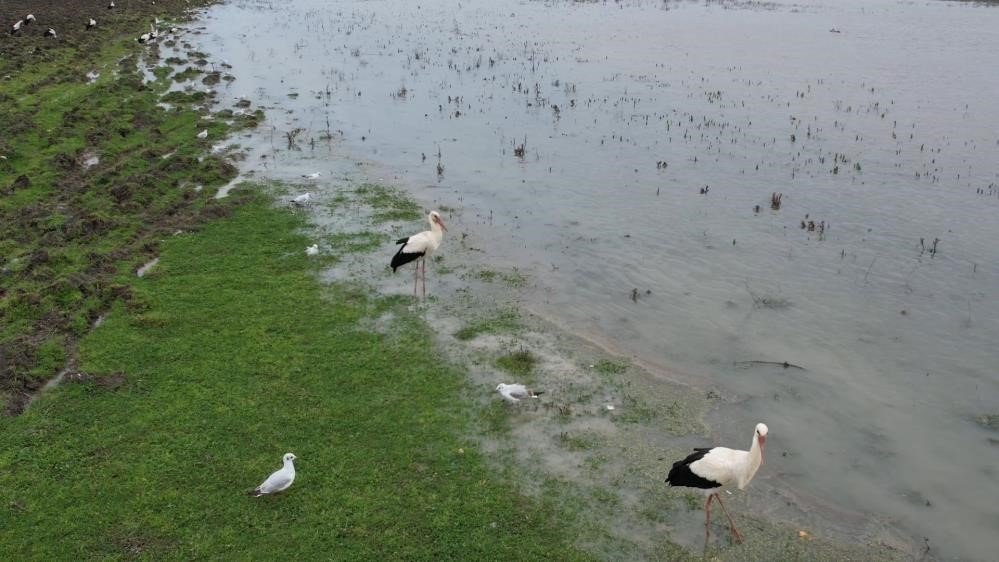 Küresel Isınma Göçmen Kuşları Erken Harekete Geçirdi