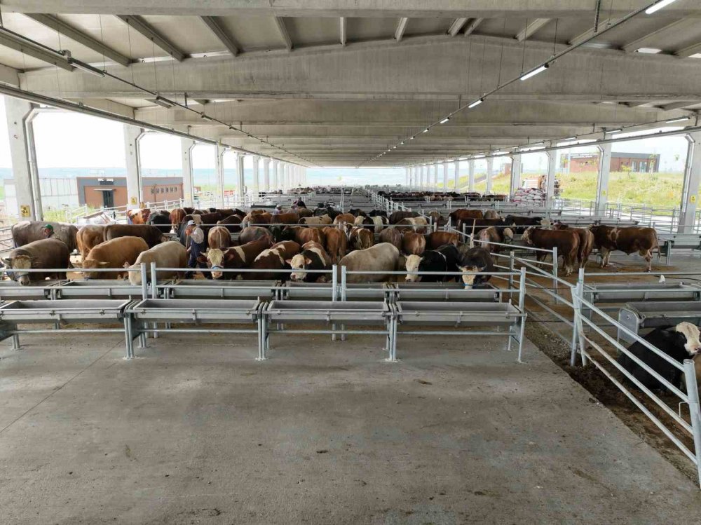 Gölbaşı’nda canlı hayvan pazarı ve borsası kuruluyor