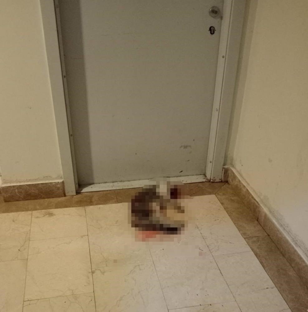 Kedi Eros’u öldüren sanık hakkındaki karara başsavcılıktan itiraz