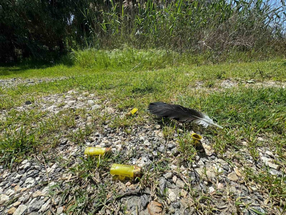 Göç yolundaki leylekleri vurdular