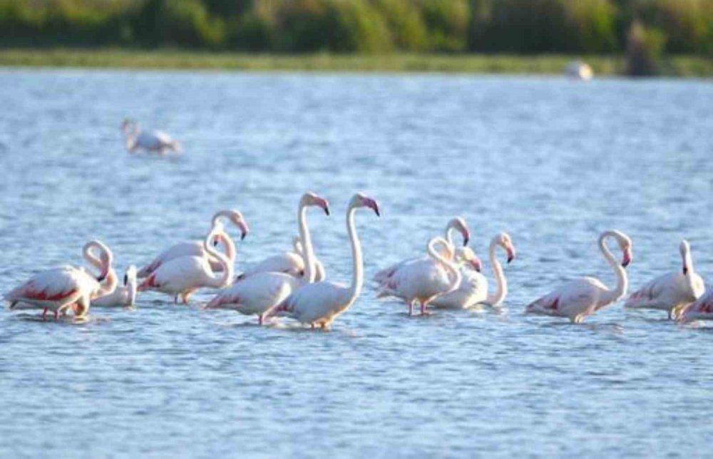 Konya'nın doğa harikası Akgöl flamingoları ağırlıyor