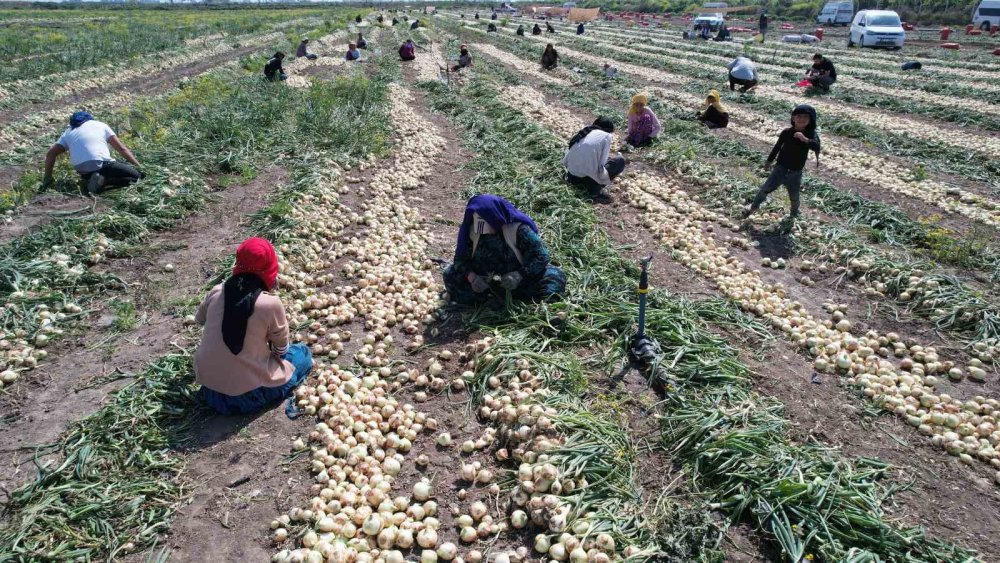 Adana’da soğan hasadı başladı: Fiyatlar düşebilir
