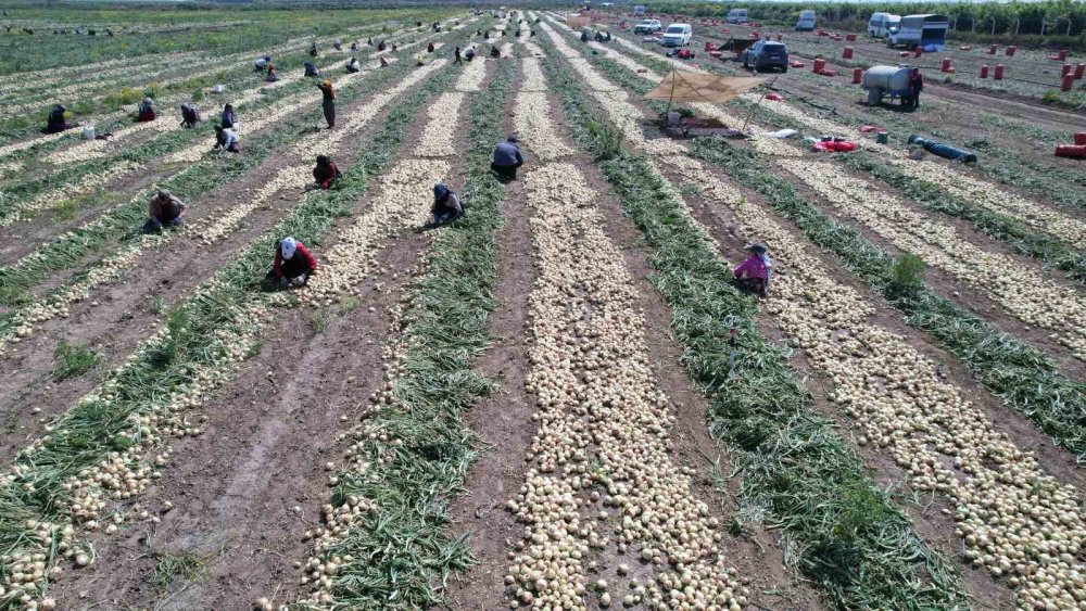 Adana’da soğan hasadı başladı: Fiyatlar düşebilir