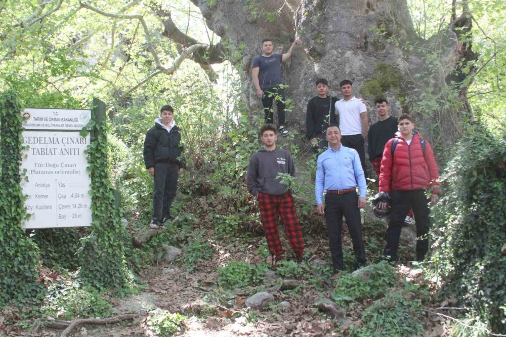 2700 yaşındaki Gedelma Çınarı ziyaretçilerini bekliyor