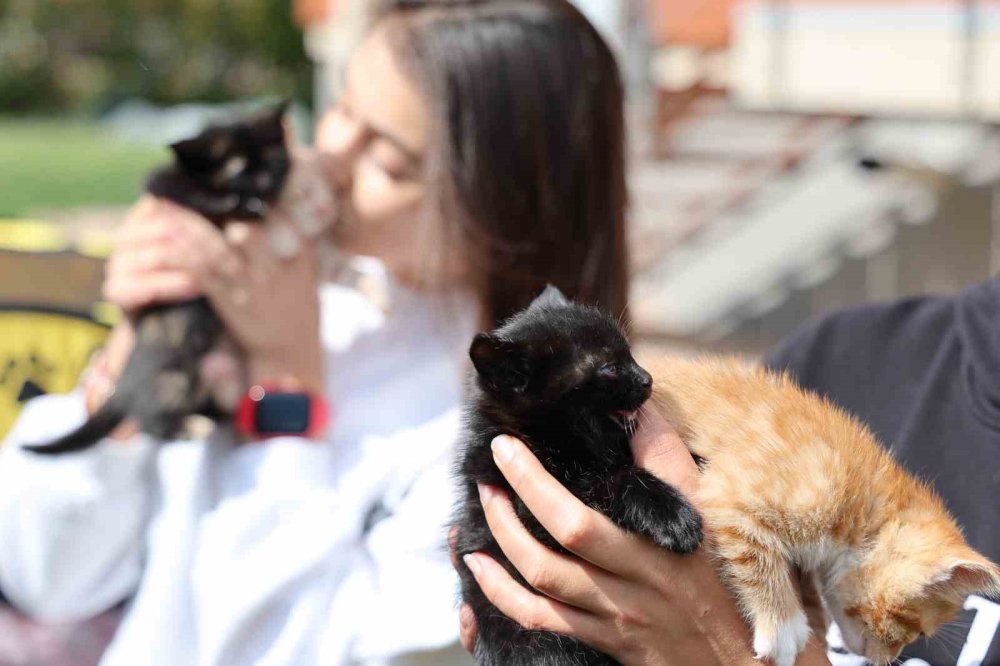 Konya'da pes dedirten olay: 4 yavru kediyi çöpe attı
