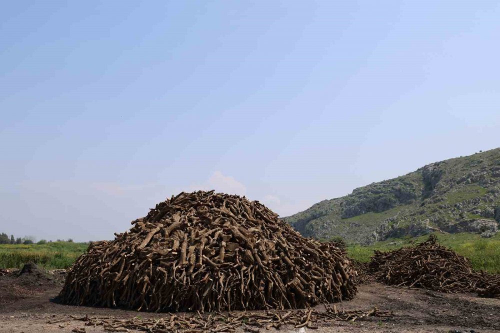 Önce narenciye sonra mangal kömürü