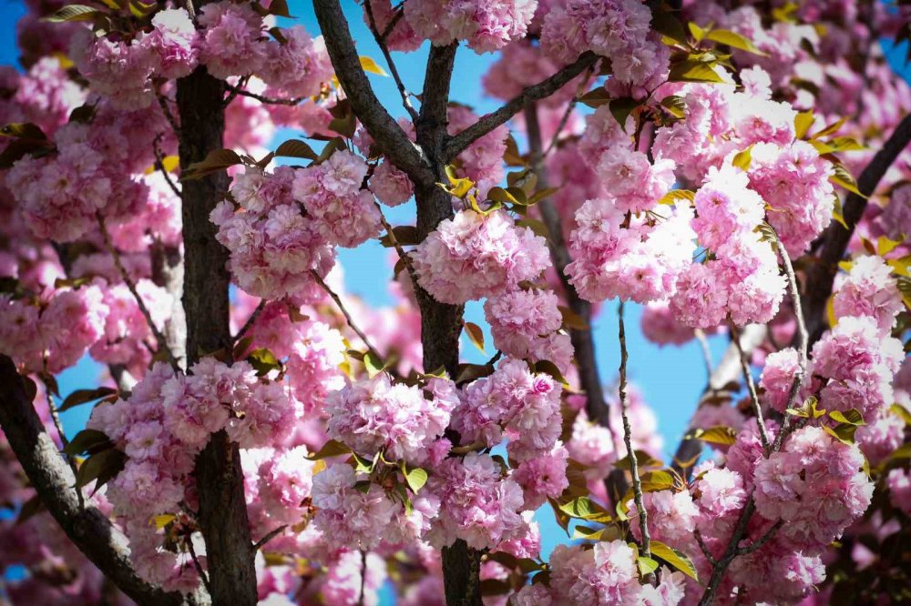 Konya'da görsel şov: Sakuralar çiçeklendi