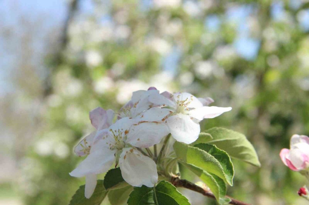 15 milyon elma ağacı aynı anda çiçek açtı