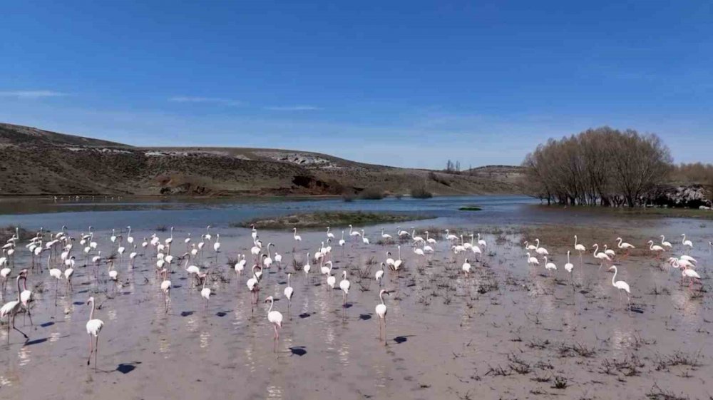 Mekanın sahibi geldi: Flamingolar Mamasın Barajında