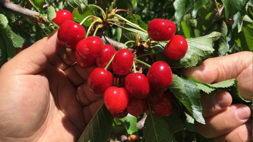 Sezonun ilk kirazları geliyor