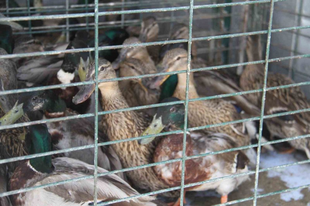 Konya'da Tedavi Edilen Yaban Ördekleri Beyşehir Gölü'ne Salındı