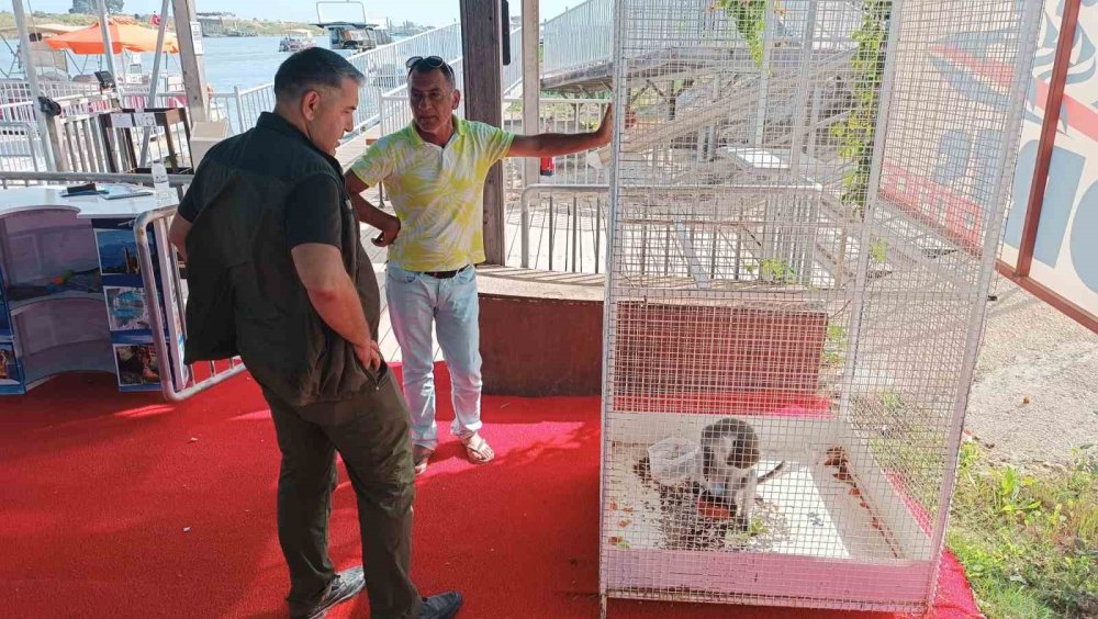 Sokak Köpeklerinin Saldırısına Uğrayan Maymun Kurtarıldı