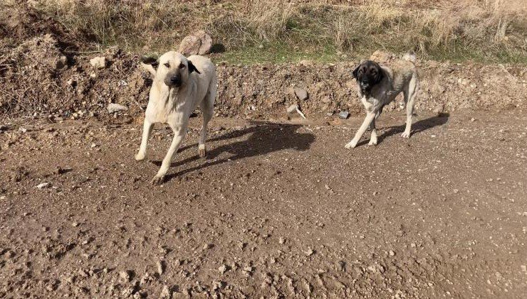 Ankara’da parkta yürüyen vatandaş başıboş köpeklerin saldırısına uğradı