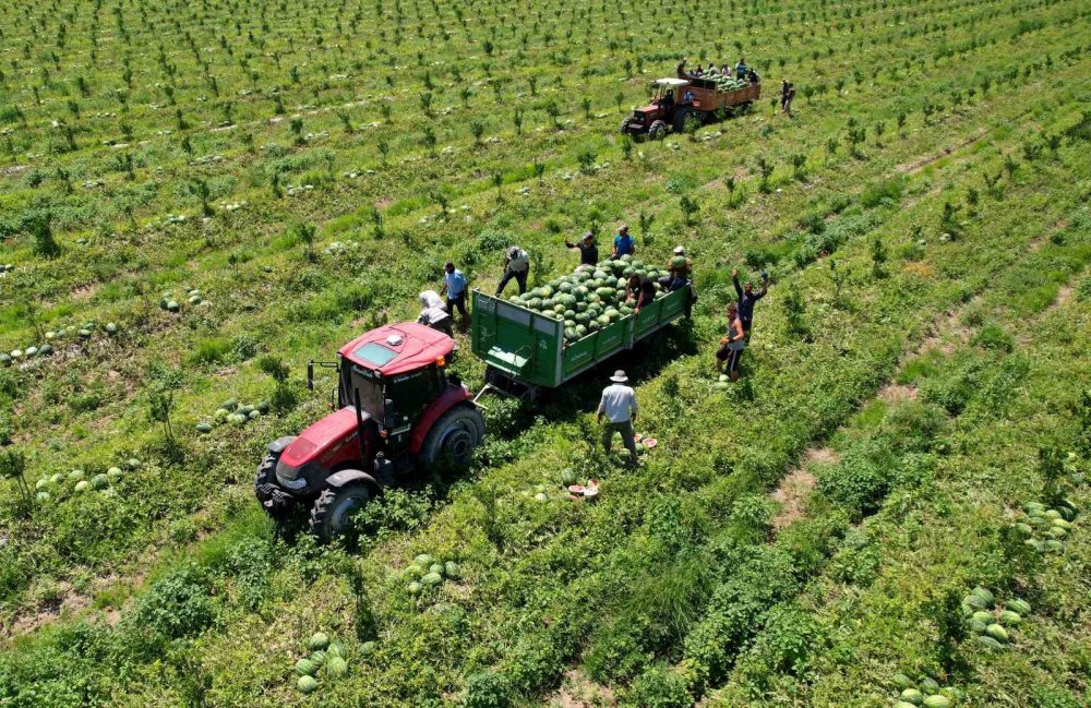 Yazın vazgeçilmezi karpuz tarlada 7 liraya düştü