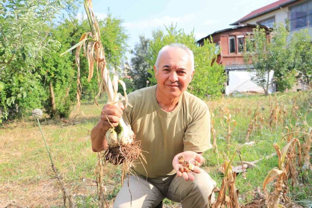 Doktorun Yetiştirdiği Fil Sarımsağı Görenleri Şaşırtıyor