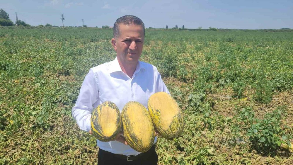 Tarım Felç Oldu: Aşırı sıcaklar tarladaki mahsulleri yaktı