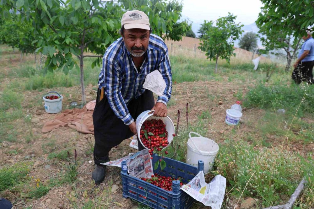 Kiraz işçisi bulamayınca imece yaptılar