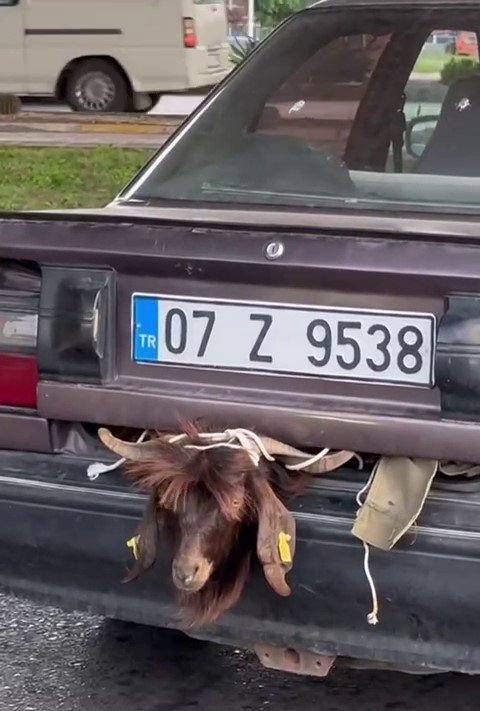 Otomobil bagajındaki kurbanlık keçi sosyal medyayı ikiye böldü
