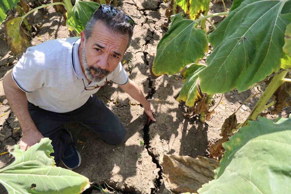 Aşırı Sıcaklar Ayçiçek Tarlalarını Kuruttu, Toprağı Çatlattı