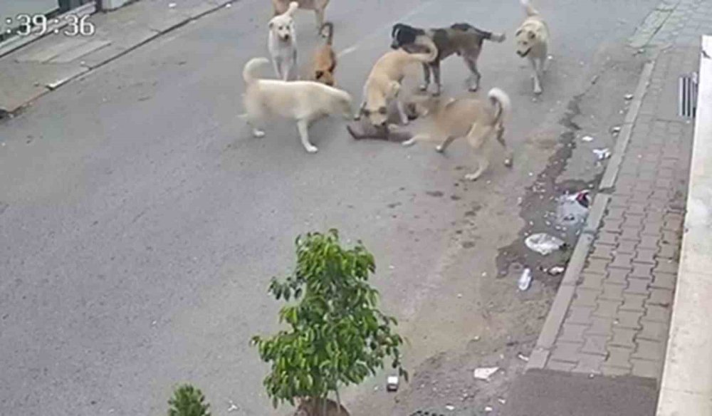 Hatay'da 8 Köpeğin Saldırısına Uğrayan Kedi Telef Oldu