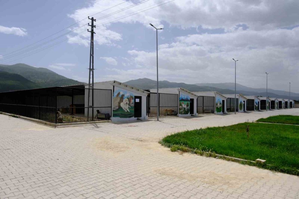 Akşehir Belediyesi'nden Sokak Hayvanlarına 'Bir Can Bir Yuva' İle Destek